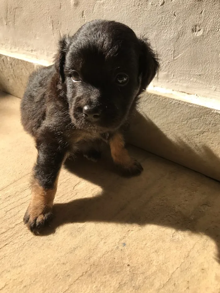 Cachorro ra a Vira-lata idade Abaixo de 2 meses nome Sem nome