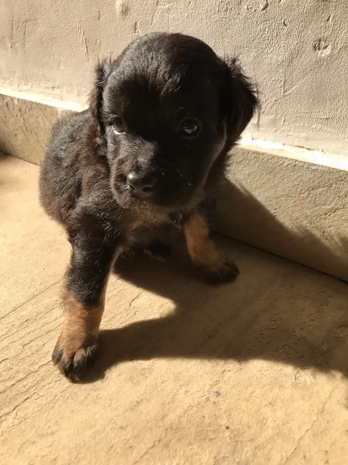 Cachorro ra a Vira-lata idade Abaixo de 2 meses nome Sem nome