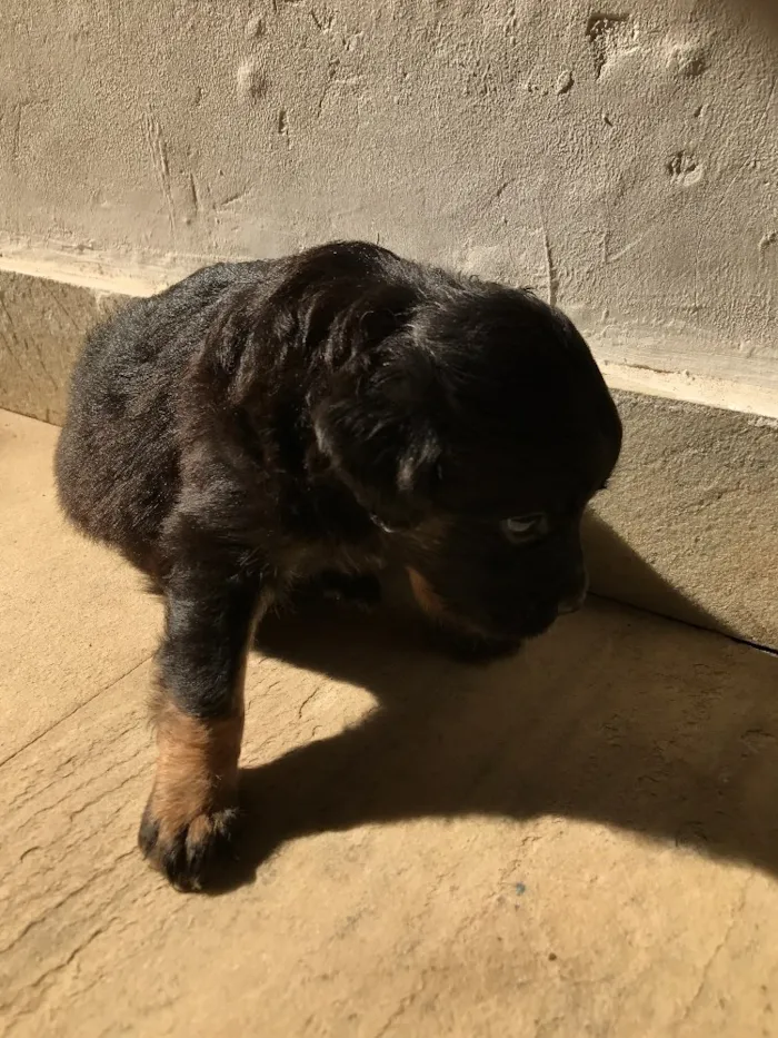 Cachorro ra a Vira-lata idade Abaixo de 2 meses nome Sem nome
