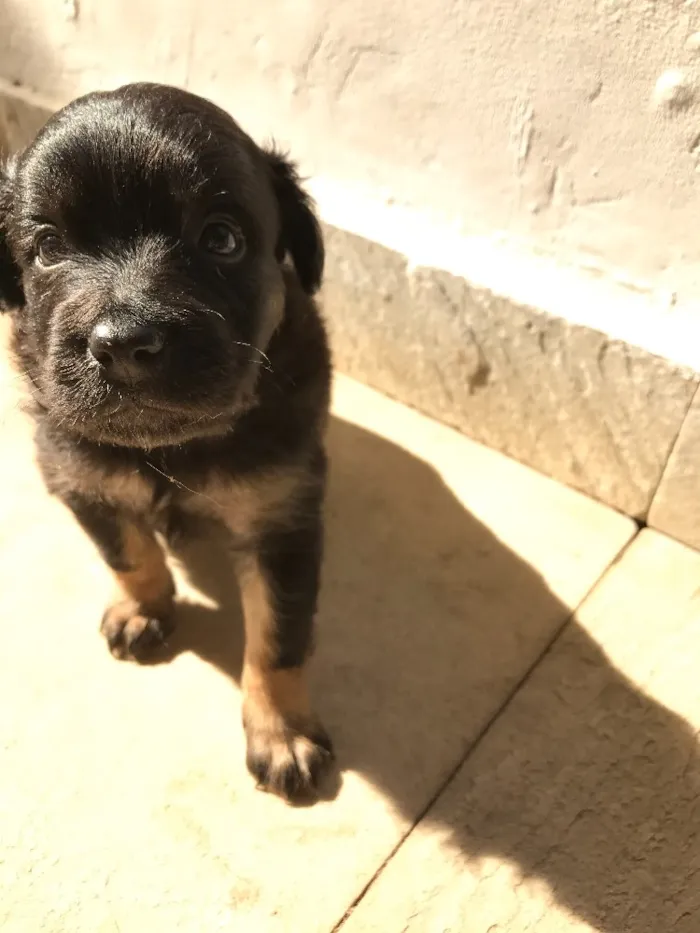Cachorro ra a Vira-lata idade Abaixo de 2 meses nome Sem nome