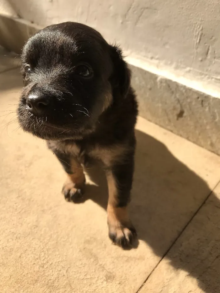 Cachorro ra a Vira-lata idade Abaixo de 2 meses nome Sem nome