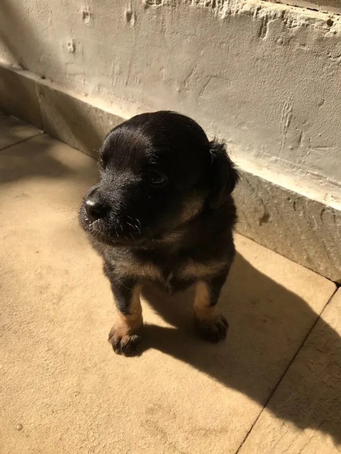 Cachorro ra a Vira-lata idade Abaixo de 2 meses nome Sem nome