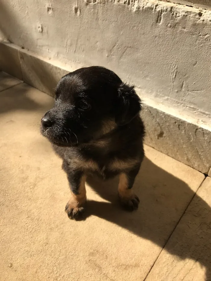 Cachorro ra a Vira-lata idade Abaixo de 2 meses nome Sem nome