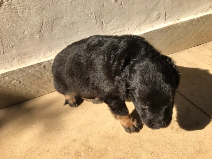 Cachorro ra a Vira-lata idade Abaixo de 2 meses nome Sem nome