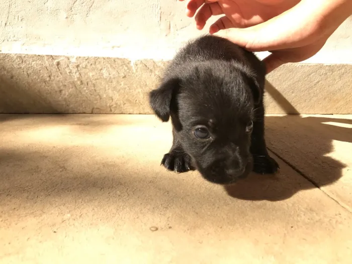 Cachorro ra a Vira-lata idade Abaixo de 2 meses nome Sem nome