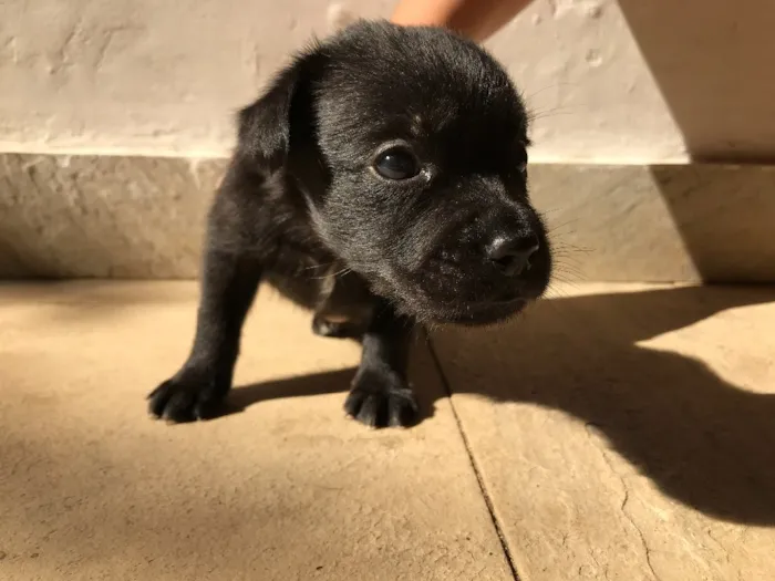 Cachorro ra a Vira-lata idade Abaixo de 2 meses nome Sem nome