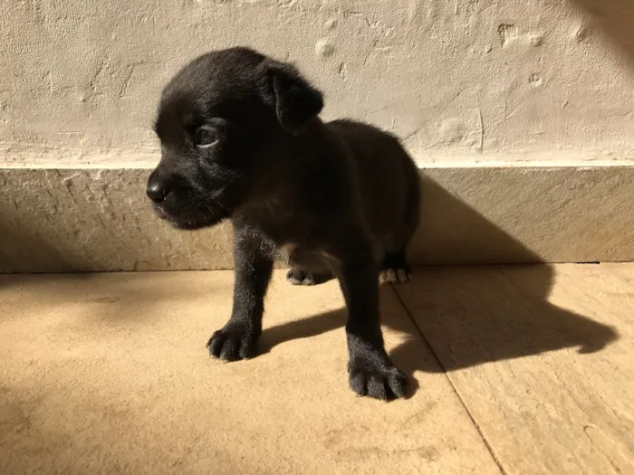Cachorro ra a Vira-lata idade Abaixo de 2 meses nome Sem nome