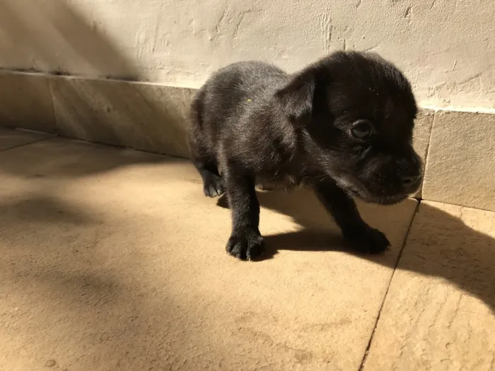 Cachorro ra a Vira-lata idade Abaixo de 2 meses nome Sem nome