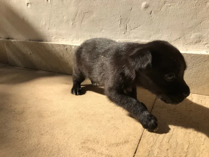 Cachorro ra a Vira-lata idade Abaixo de 2 meses nome Sem nome