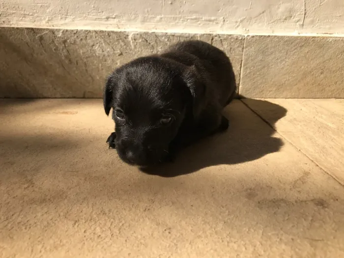 Cachorro ra a Vira-lata idade Abaixo de 2 meses nome Sem nome