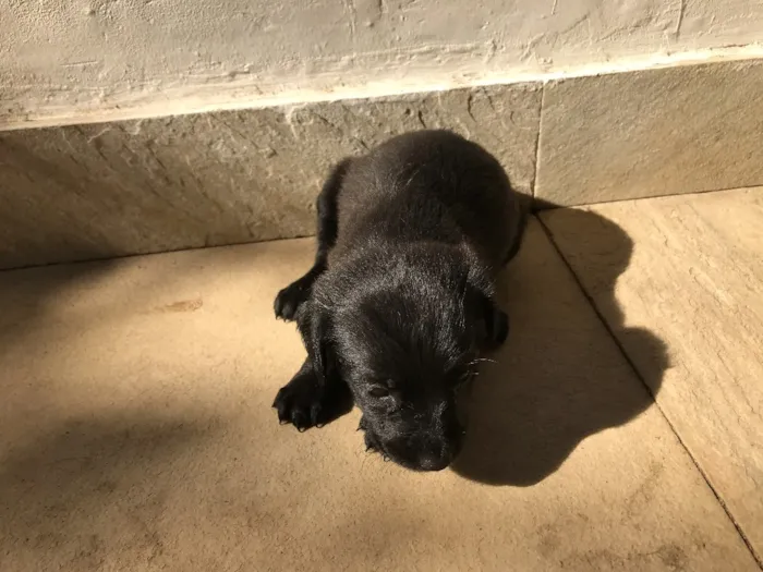 Cachorro ra a Vira-lata idade Abaixo de 2 meses nome Sem nome