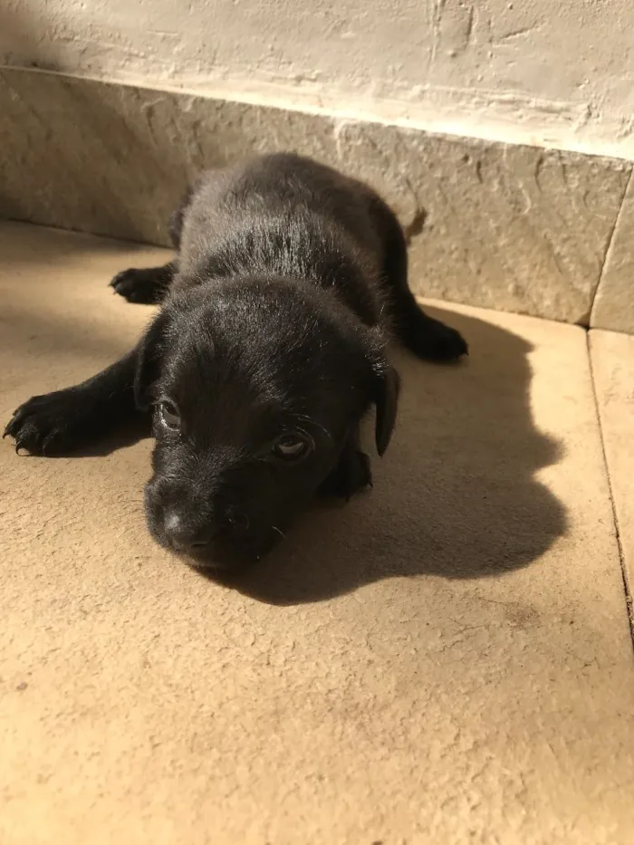 Cachorro ra a Vira-lata idade Abaixo de 2 meses nome Sem nome