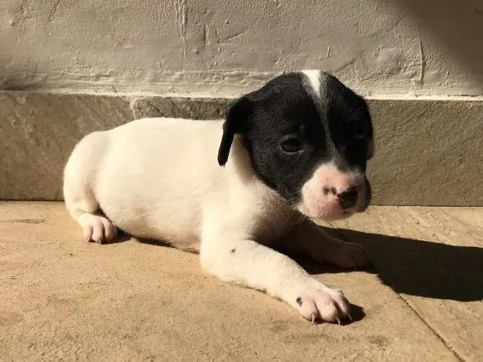 Cachorro ra a Vira-lata idade Abaixo de 2 meses nome Sem nome