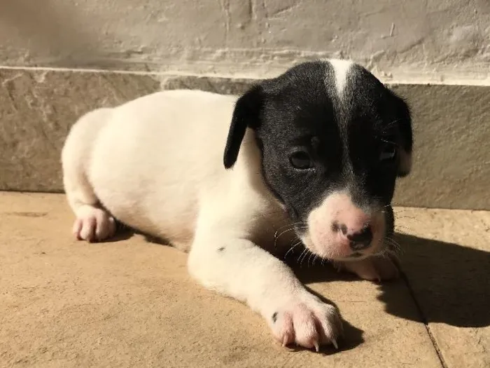 Cachorro ra a Vira-lata idade Abaixo de 2 meses nome Sem nome