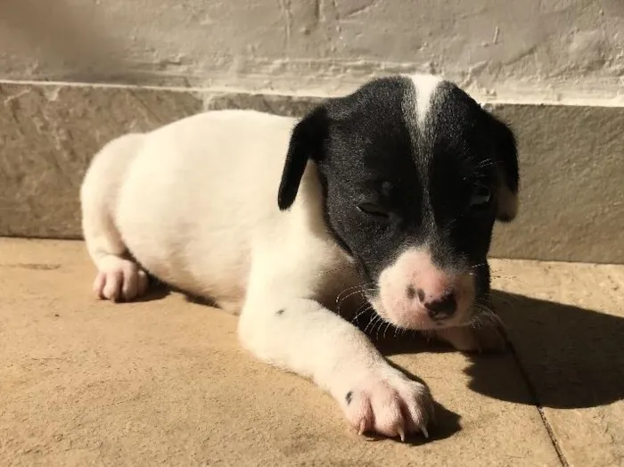 Cachorro ra a Vira-lata idade Abaixo de 2 meses nome Sem nome