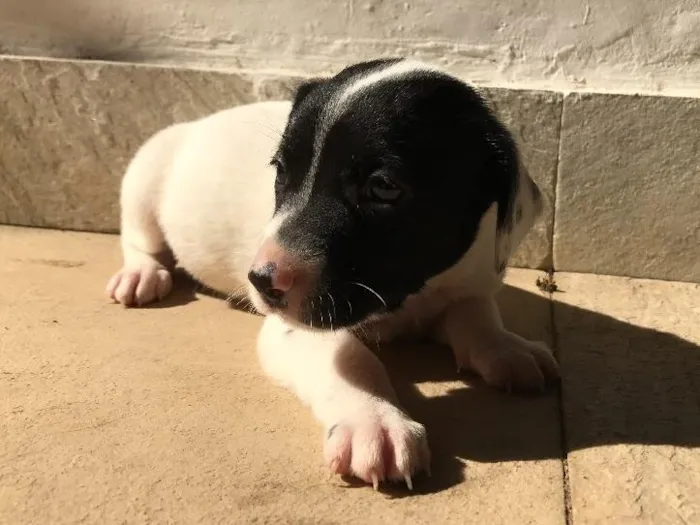 Cachorro ra a Vira-lata idade Abaixo de 2 meses nome Sem nome