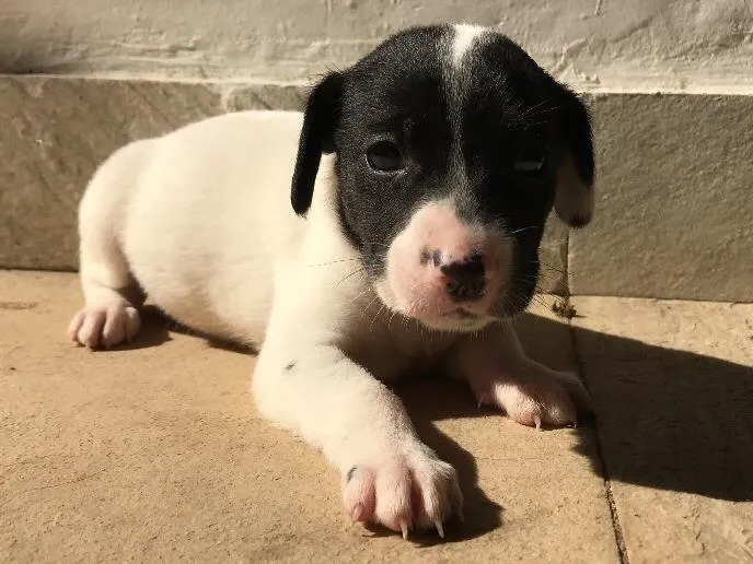 Cachorro ra a Vira-lata idade Abaixo de 2 meses nome Sem nome