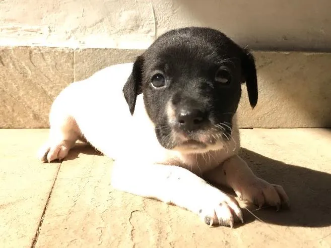 Cachorro ra a Vira-lata idade Abaixo de 2 meses nome Sem nome