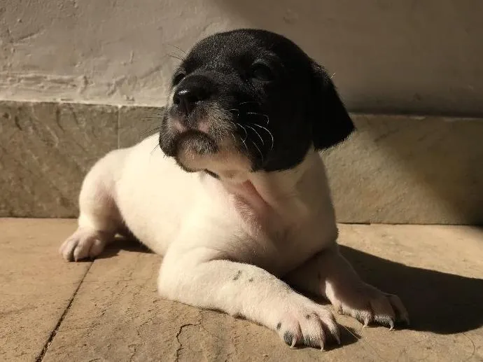 Cachorro ra a Vira-lata idade Abaixo de 2 meses nome Sem nome