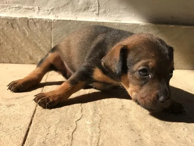 Cachorro ra a Vira-lata idade Abaixo de 2 meses nome Sem nome