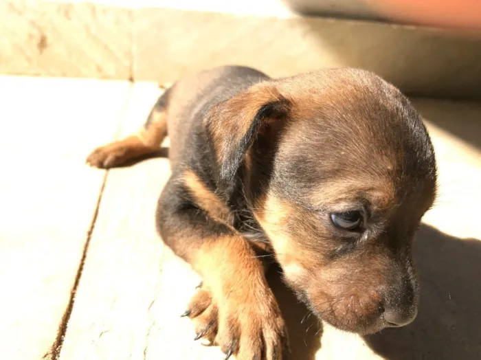 Cachorro ra a Vira-lata idade Abaixo de 2 meses nome Sem nome