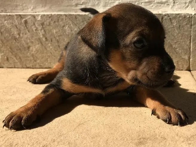 Cachorro ra a Vira-lata idade Abaixo de 2 meses nome Sem nome