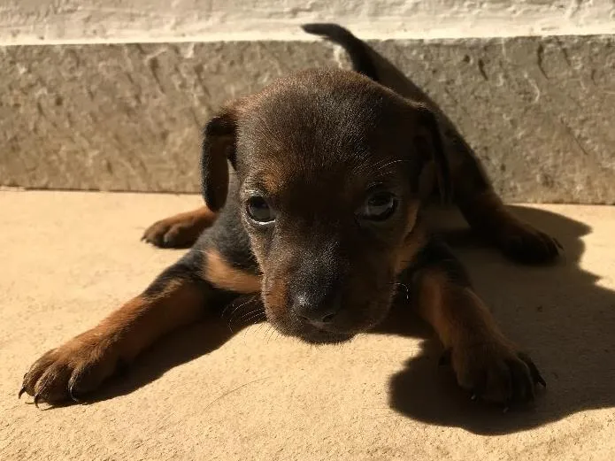 Cachorro ra a Vira-lata idade Abaixo de 2 meses nome Sem nome