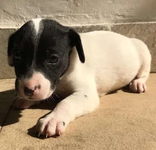Cachorro ra a Vira-lata idade Abaixo de 2 meses nome Sem nome