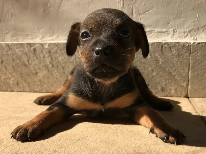 Cachorro ra a Vira-lata idade Abaixo de 2 meses nome Sem nome