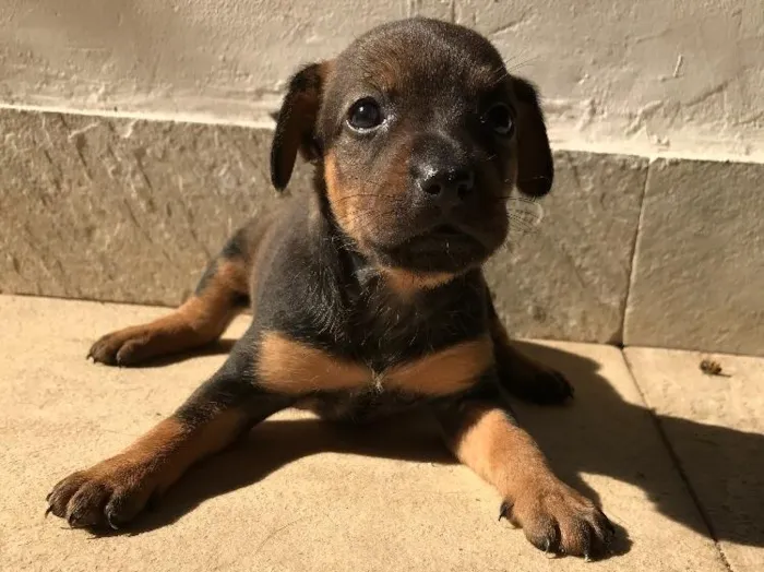Cachorro ra a Vira-lata idade Abaixo de 2 meses nome Sem nome