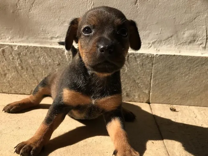 Cachorro ra a Vira-lata idade Abaixo de 2 meses nome Sem nome