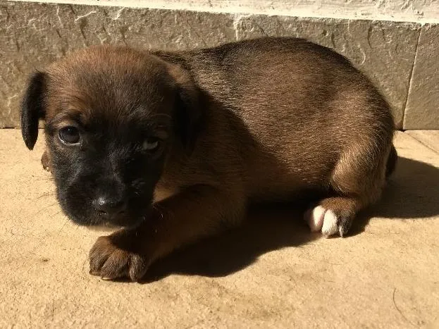 Cachorro ra a Vira-lata idade Abaixo de 2 meses nome Sem nome