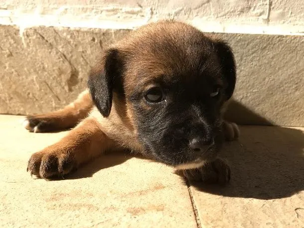 Cachorro ra a Vira-lata idade Abaixo de 2 meses nome Sem nome