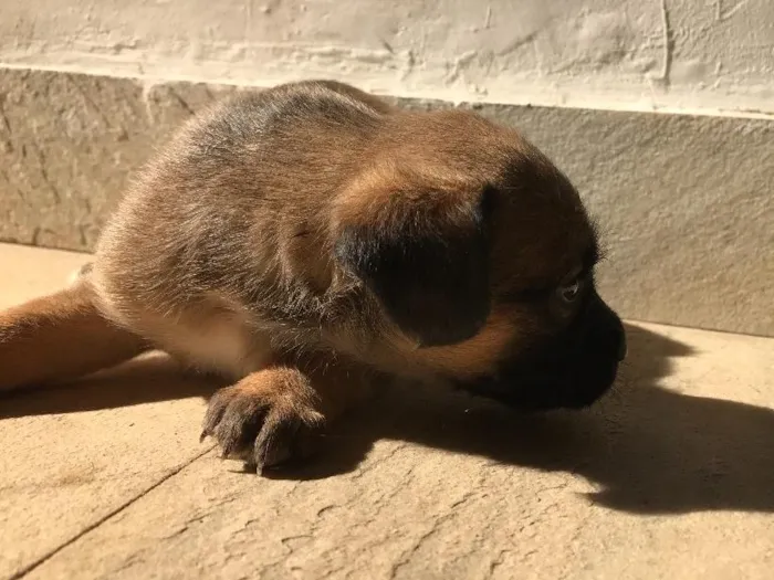 Cachorro ra a Vira-lata idade Abaixo de 2 meses nome Sem nome