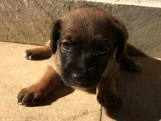 Cachorro ra a Vira-lata idade Abaixo de 2 meses nome Sem nome