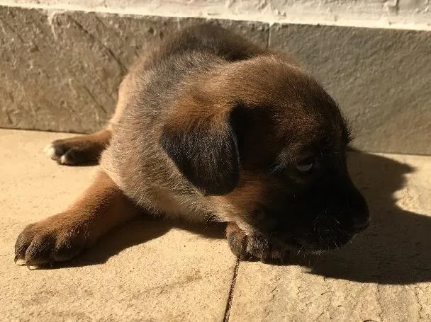 Cachorro ra a Vira-lata idade Abaixo de 2 meses nome Sem nome