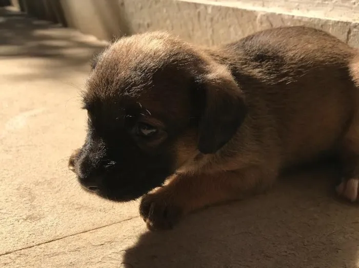 Cachorro ra a Vira-lata idade Abaixo de 2 meses nome Sem nome