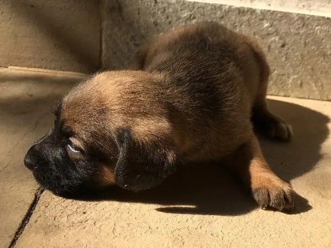 Cachorro ra a Vira-lata idade Abaixo de 2 meses nome Sem nome