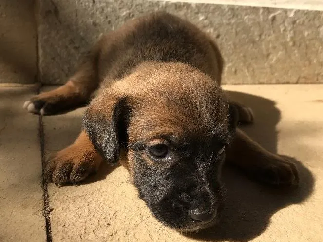 Cachorro ra a Vira-lata idade Abaixo de 2 meses nome Sem nome