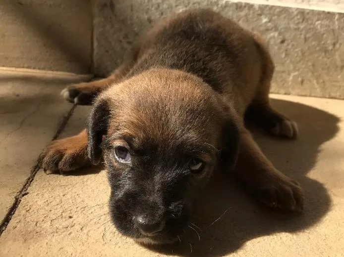 Cachorro ra a Vira-lata idade Abaixo de 2 meses nome Sem nome