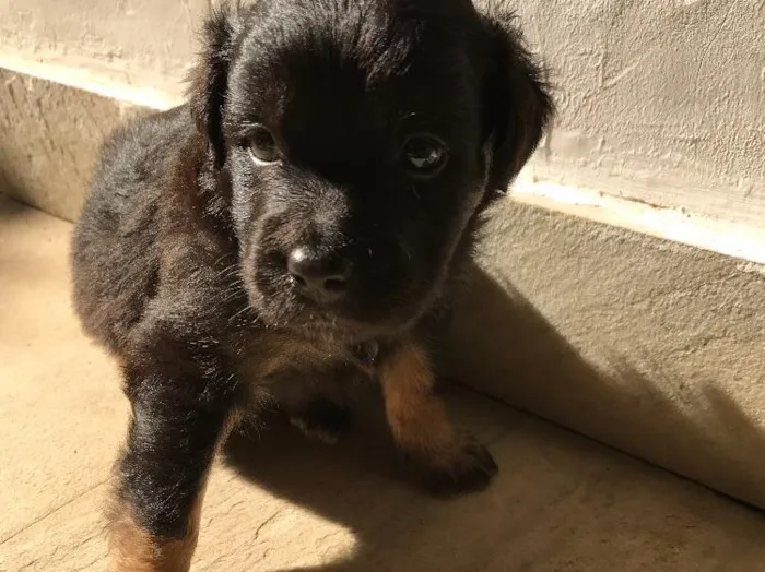 Cachorro ra a Vira-lata idade Abaixo de 2 meses nome Sem nome