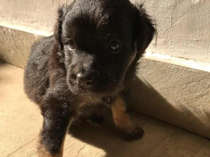 Cachorro ra a Vira-lata idade Abaixo de 2 meses nome Sem nome