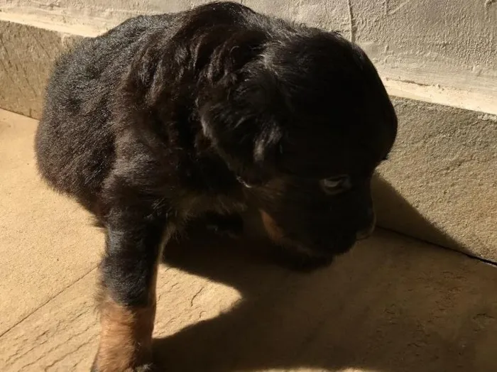 Cachorro ra a Vira-lata idade Abaixo de 2 meses nome Sem nome
