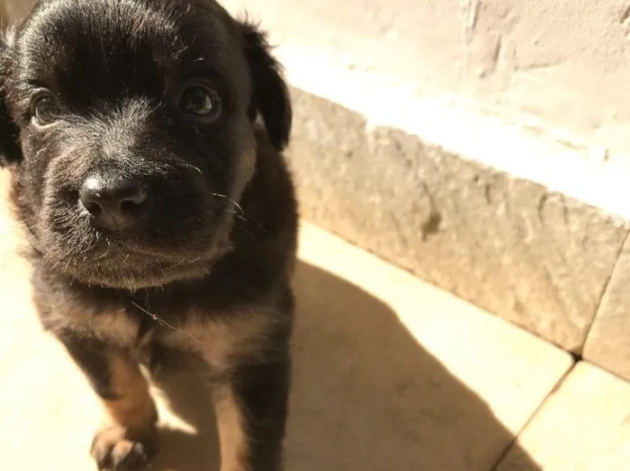 Cachorro ra a Vira-lata idade Abaixo de 2 meses nome Sem nome