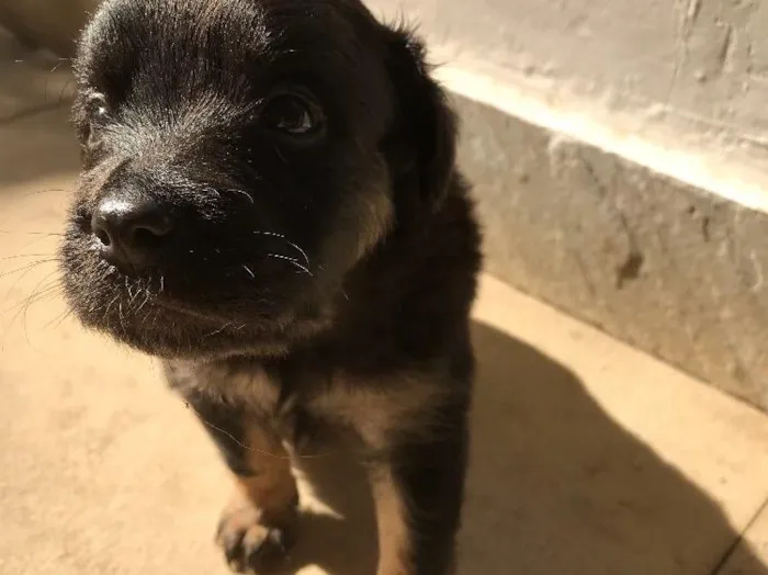 Cachorro ra a Vira-lata idade Abaixo de 2 meses nome Sem nome