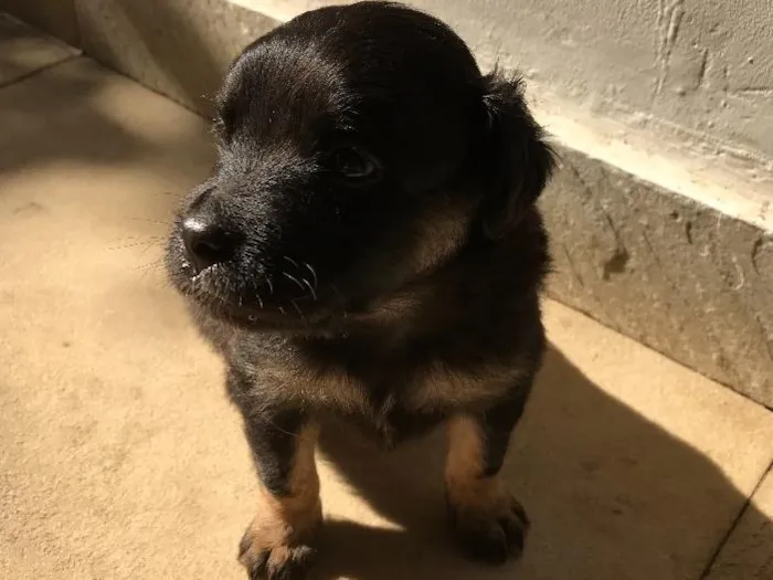Cachorro ra a Vira-lata idade Abaixo de 2 meses nome Sem nome