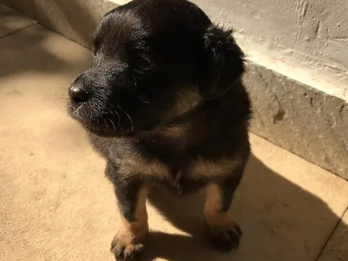 Cachorro ra a Vira-lata idade Abaixo de 2 meses nome Sem nome