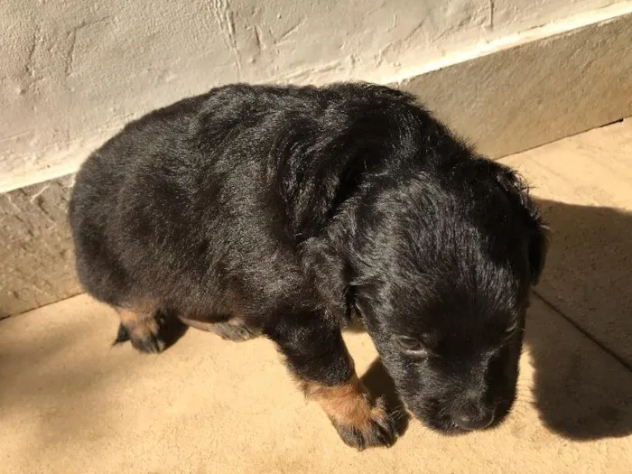 Cachorro ra a Vira-lata idade Abaixo de 2 meses nome Sem nome