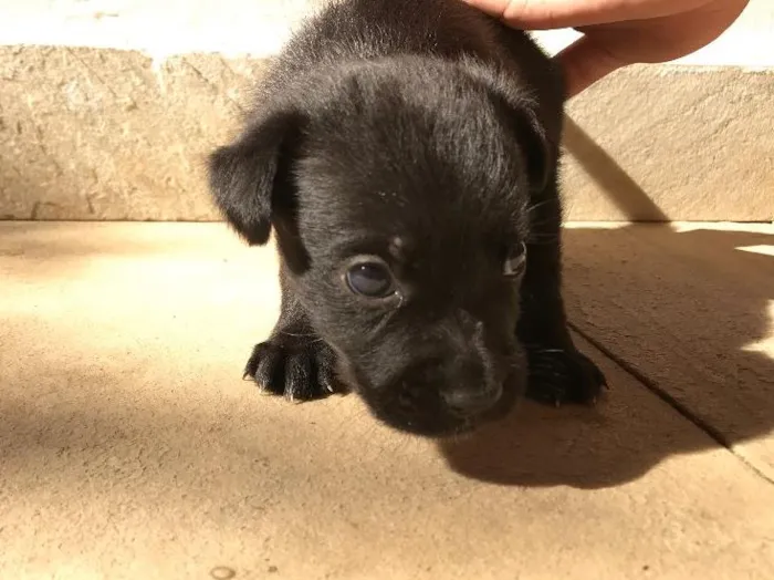 Cachorro ra a Vira-lata idade Abaixo de 2 meses nome Sem nome