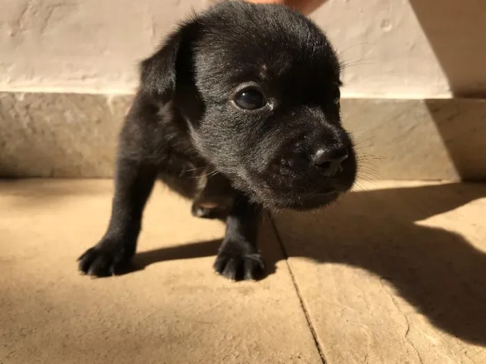 Cachorro ra a Vira-lata idade Abaixo de 2 meses nome Sem nome